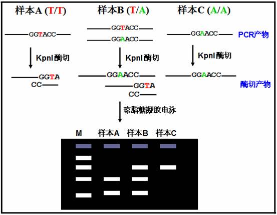 限制性內(nèi)切酶酶切片斷長(zhǎng)度多態(tài)分析法