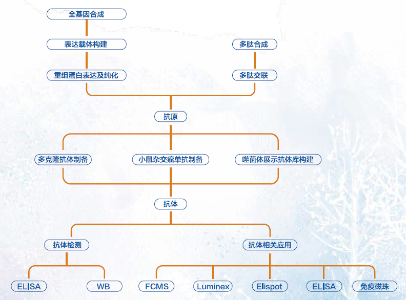 抗體制備及應(yīng)用