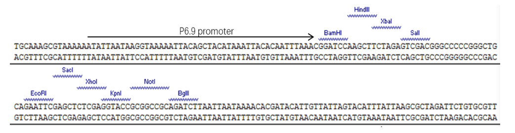 pIAT1多克隆位點(diǎn)MCS